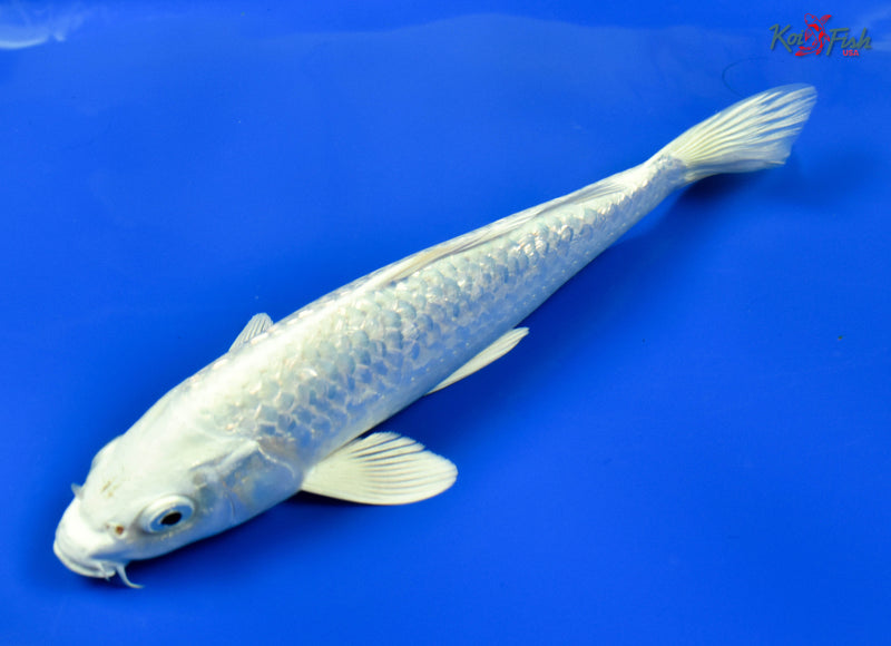 9" GINRIN PLATINUM OGON