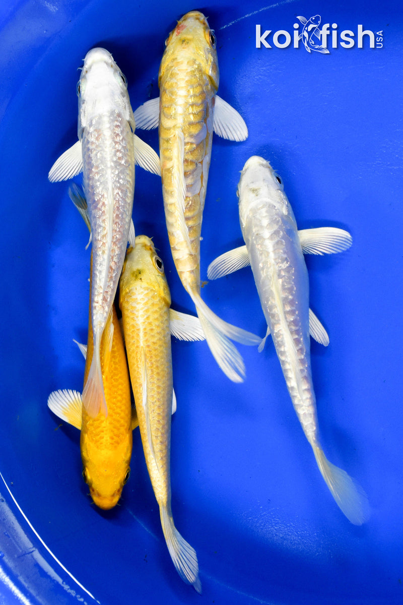 EXACT FISH - LOT OF (5) ASSORTED 5-6" OGON KOI