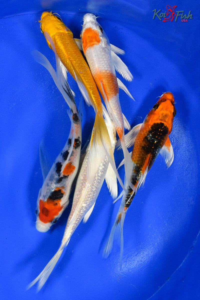 LOT OF (5) 4-5" ASSORTED BUTTERFLY KOI