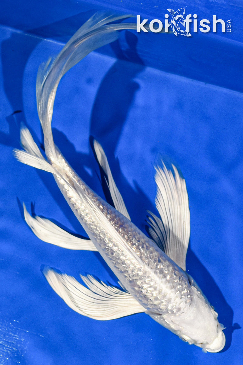 9" GINRIN PLATINUM OGON BUTTERFLY