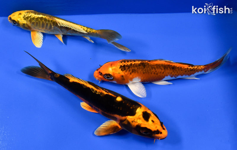 EXACT FISH - LOT OF (3) 6-7" STANDARD KOI