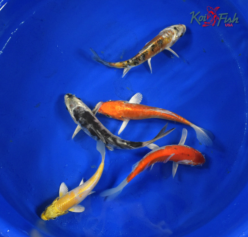 KOI PACK