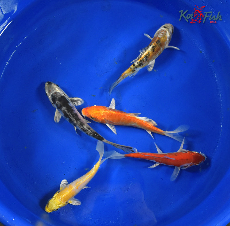 KOI PACK