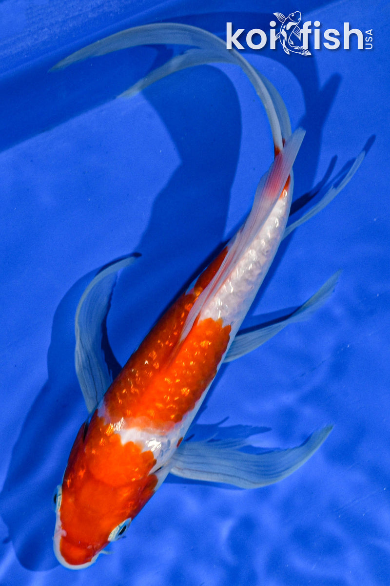 9" GINRIN KOHAKU BUTTERFLY