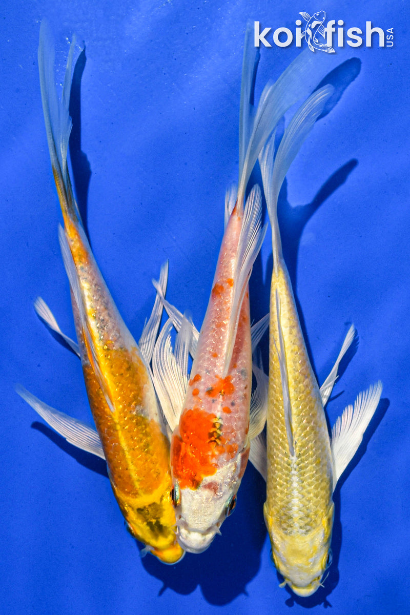 (3) 6" BUTTERFLY KOI