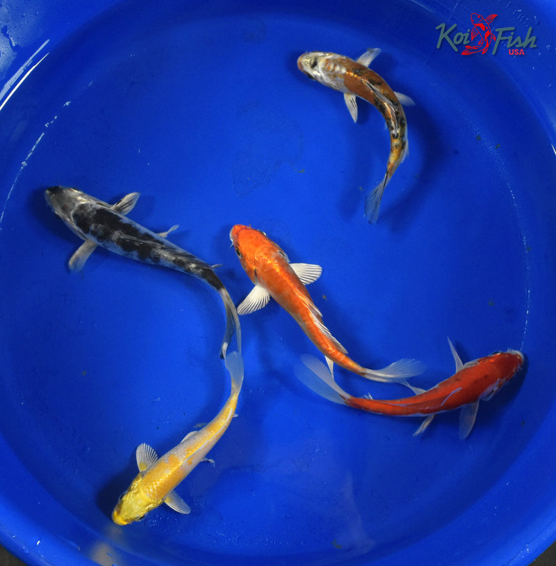 KOI PACK