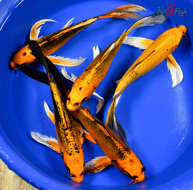 Lot of (5) 7-8" Assorted Butterfly Koi