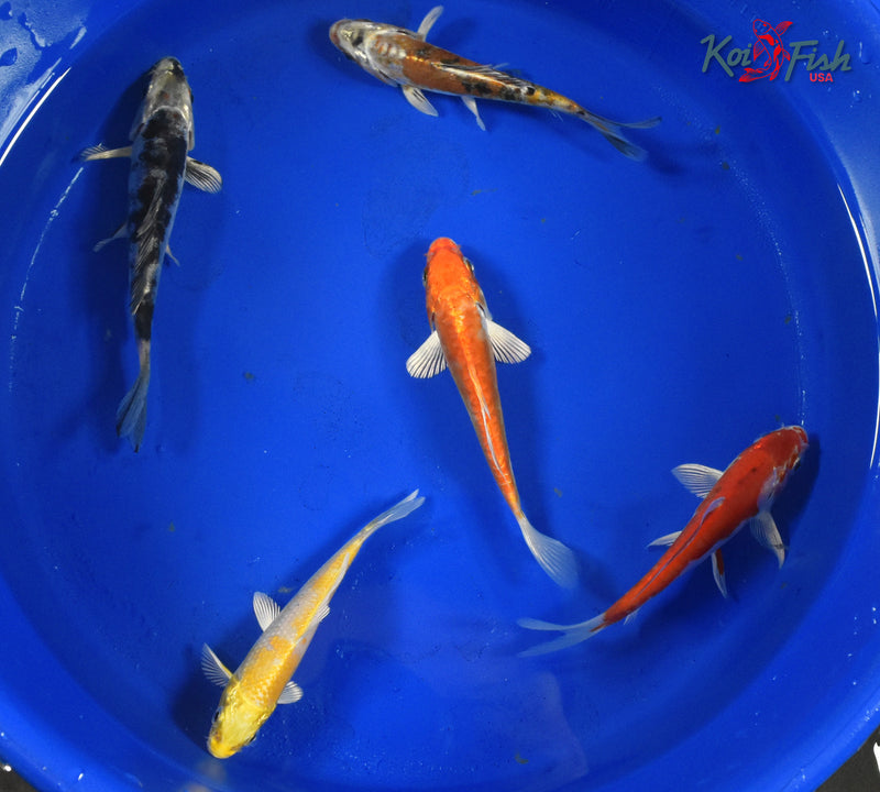 KOI PACK