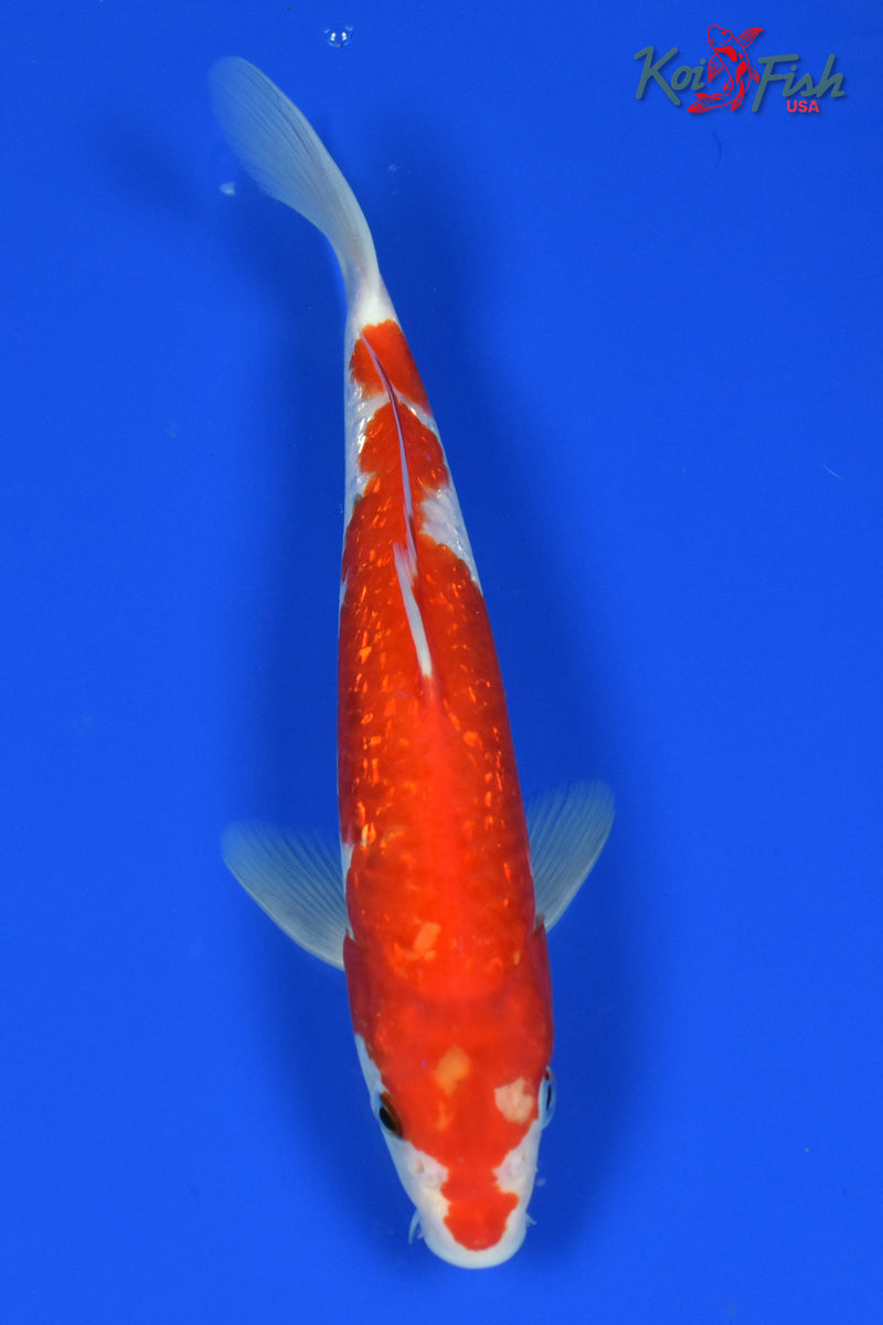 9.5" GINRIN KOHAKU