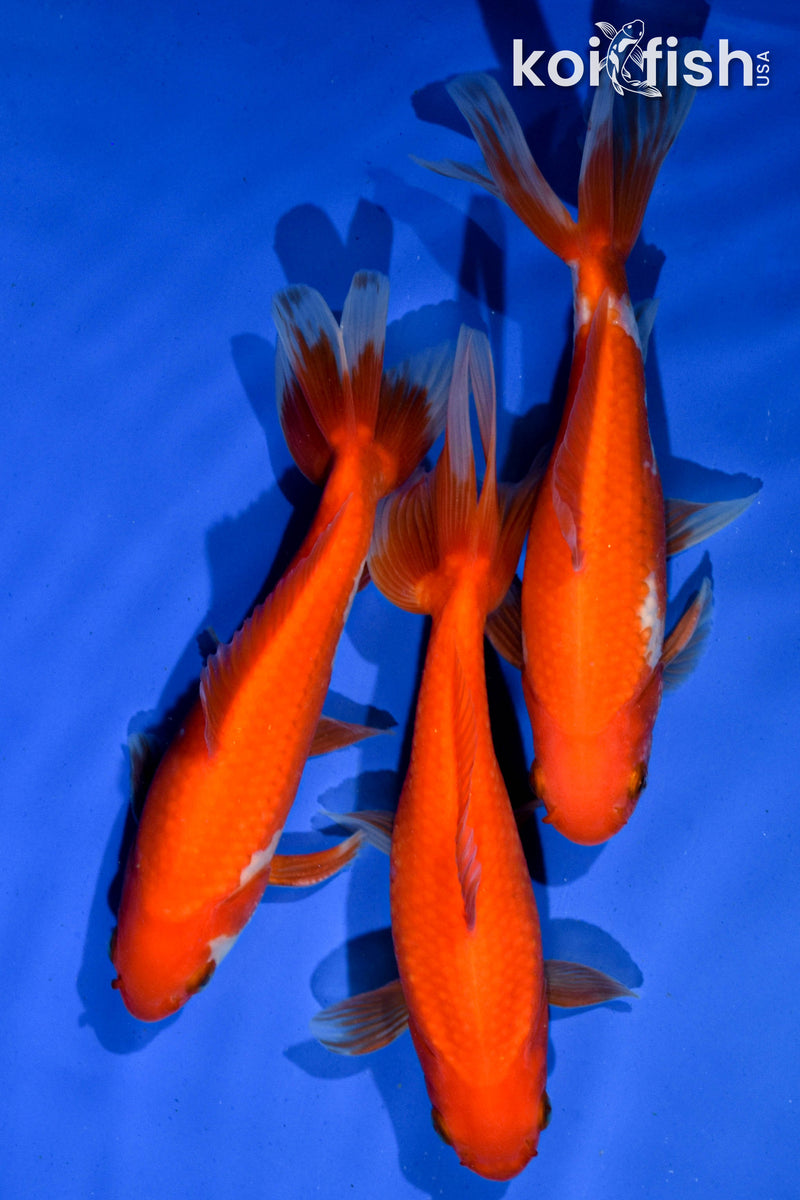 (3) 6" WAKIN GOLDFISH