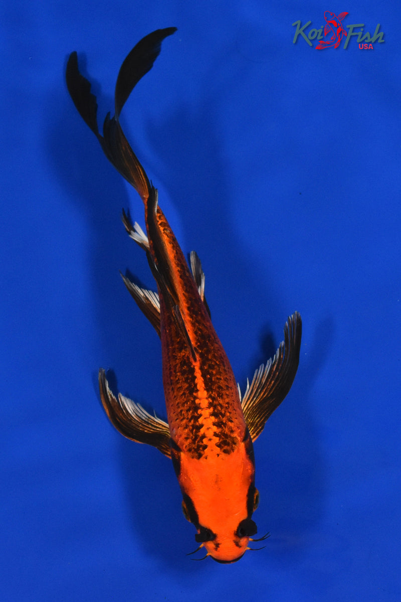 9.5" ORENJI MATSUBA BUTTERFLY