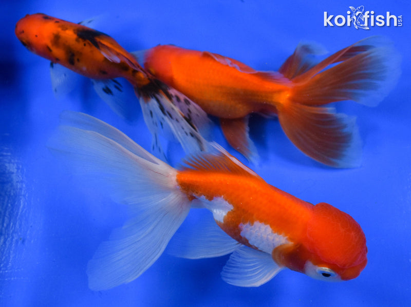 EXACT FISH - LOT OF (3) 4-6" FANTAIL GOLDFISH