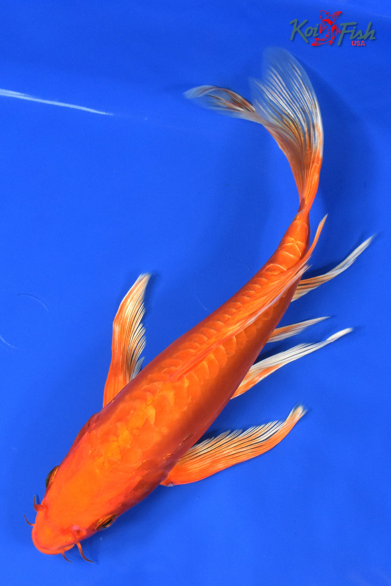 10" DOITSU ORENJI OGON BUTTERFLY