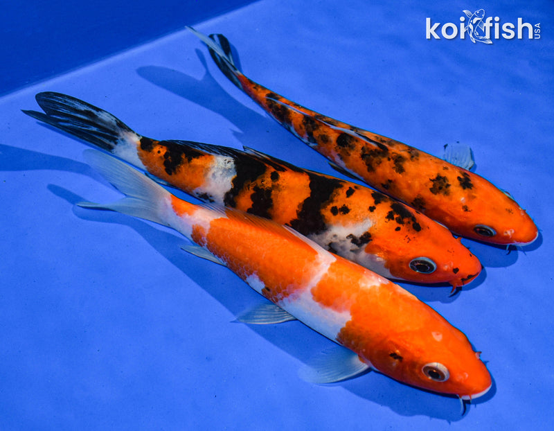 Pack Of (3) 6-7" Standard Koi