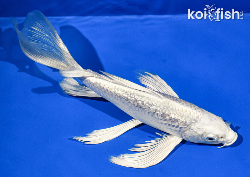 9" GINRIN PLATINUM OGON BUTTERFLY