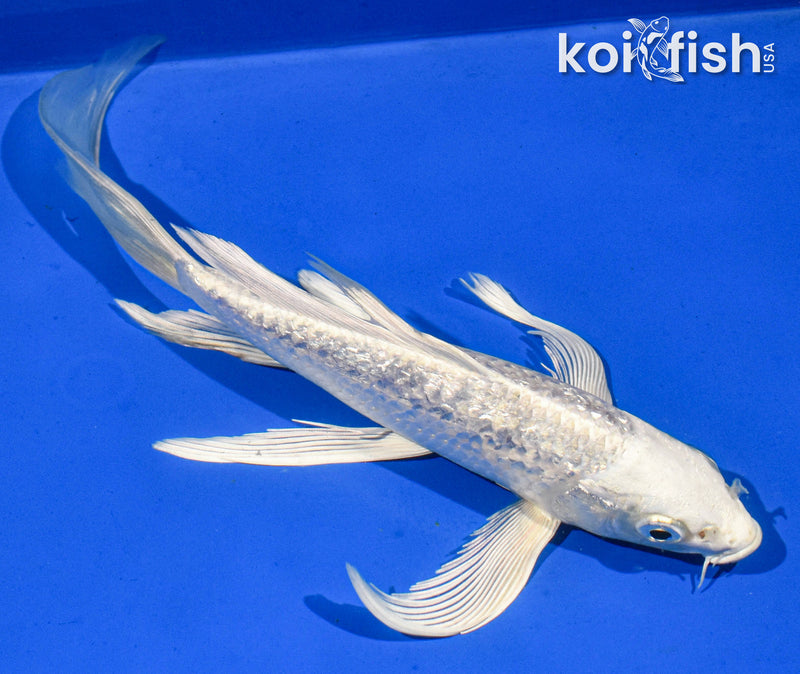 9" GINRIN PLATINUM OGON BUTTERFLY