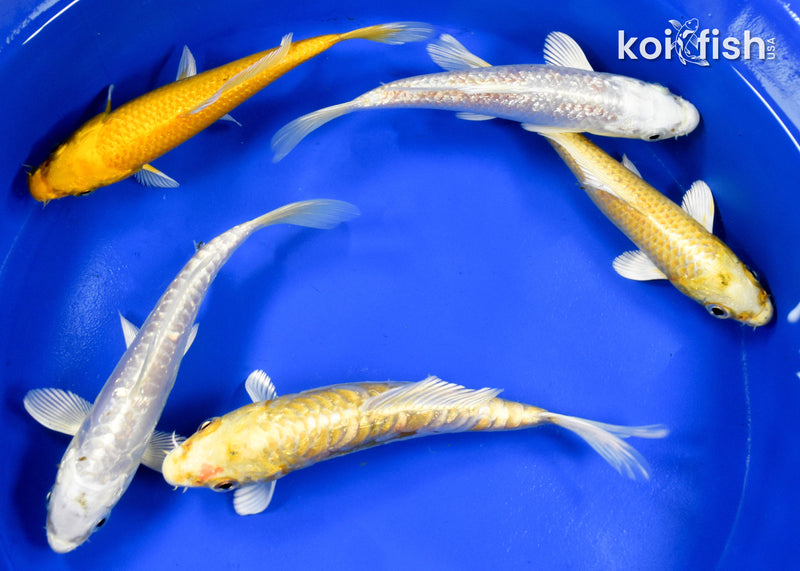 EXACT FISH - LOT OF (5) ASSORTED 5-6" OGON KOI