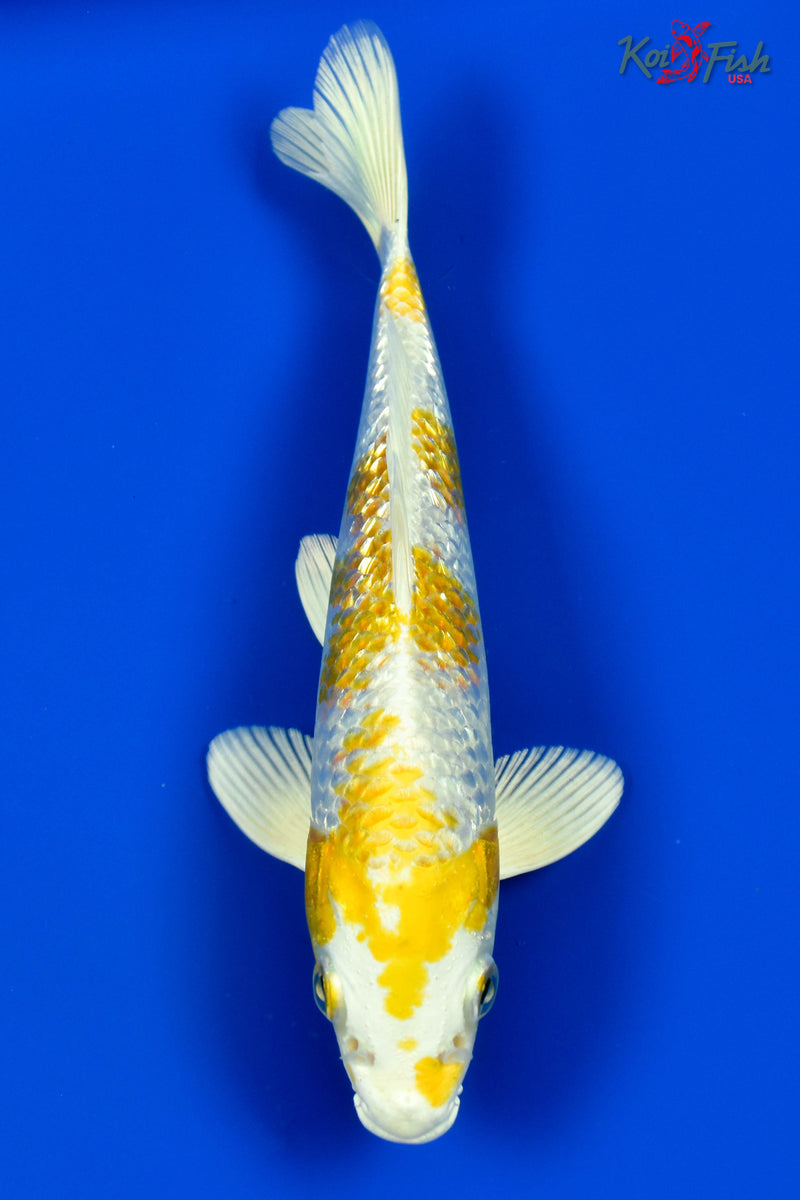 9" GINRIN HARIWAKE