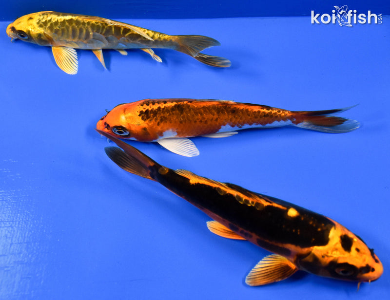 EXACT FISH - LOT OF (3) 6-7" STANDARD KOI