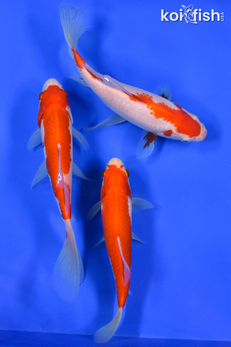 Exact Fish - Lot of (3) 4-6" Sarasa Comet Goldfish