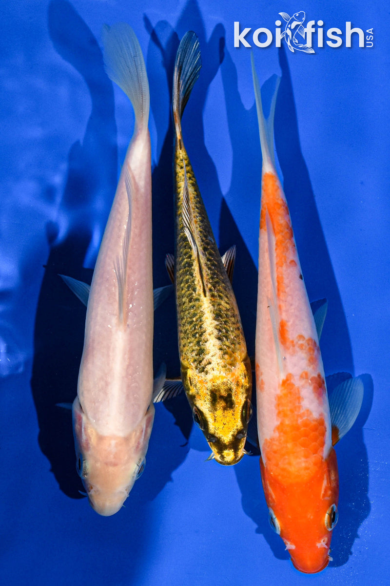 Pack of (3) 6-7" Standard Koi