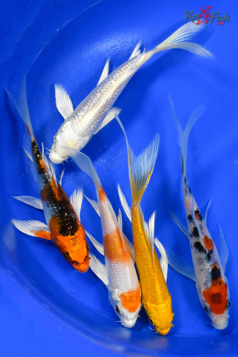 LOT OF (5) 4-5" ASSORTED BUTTERFLY KOI