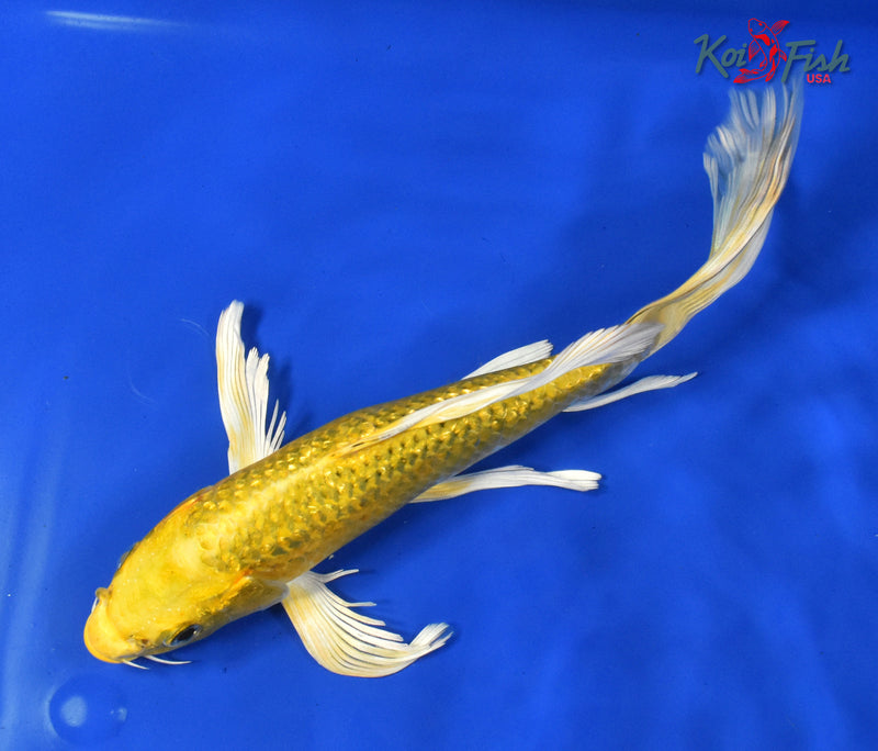 9.5" GINRIN YAMABUKI OGON BUTTERFLY