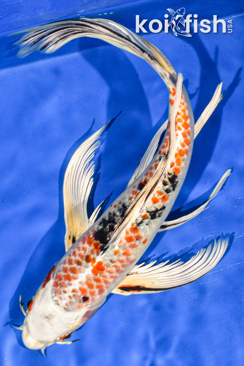 9.5" YAMATO NISHIKI BUTTERFLY