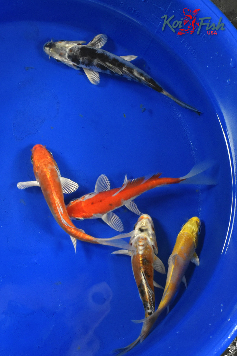 KOI PACK