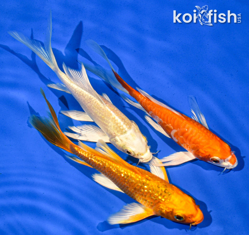 PACK OF (3) 6" BUTTERFLY KOI