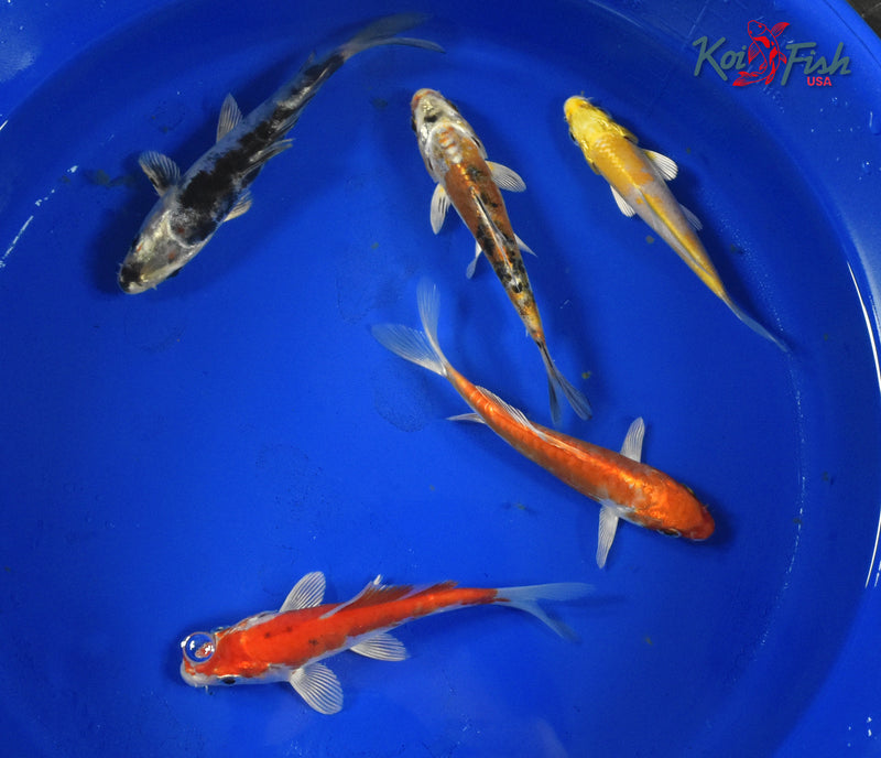 KOI PACK