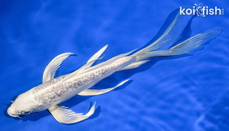 9" GINRIN PLATINUM OGON BUTTERFLY