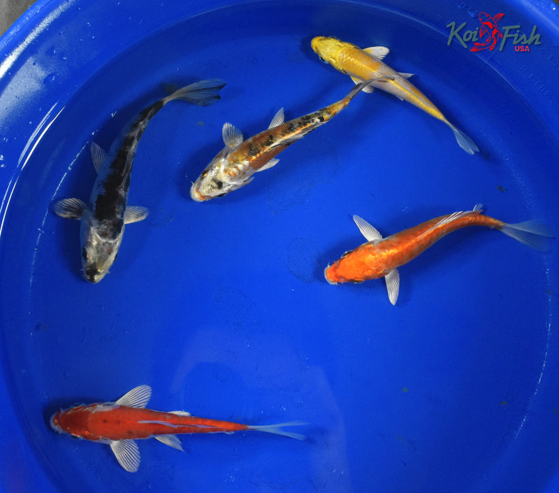 KOI PACK