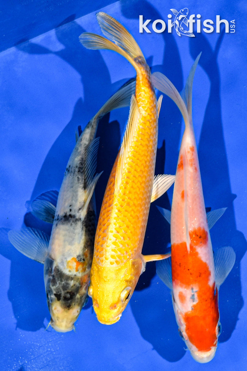 PACK OF (3) 6-7" STANDARD KOI