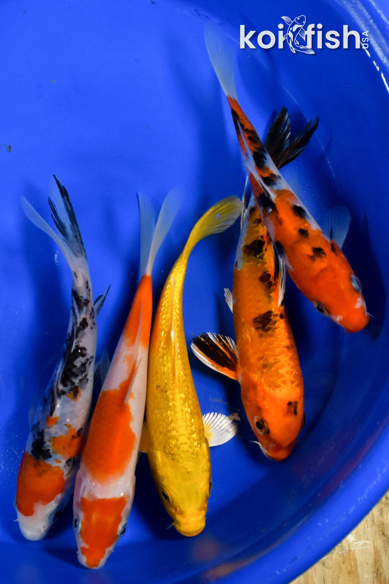 EXACT FISH - LOT OF (5) ASSORTED 5-6" STANDARD KOI