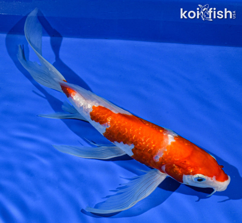 9" GINRIN KOHAKU BUTTERFLY