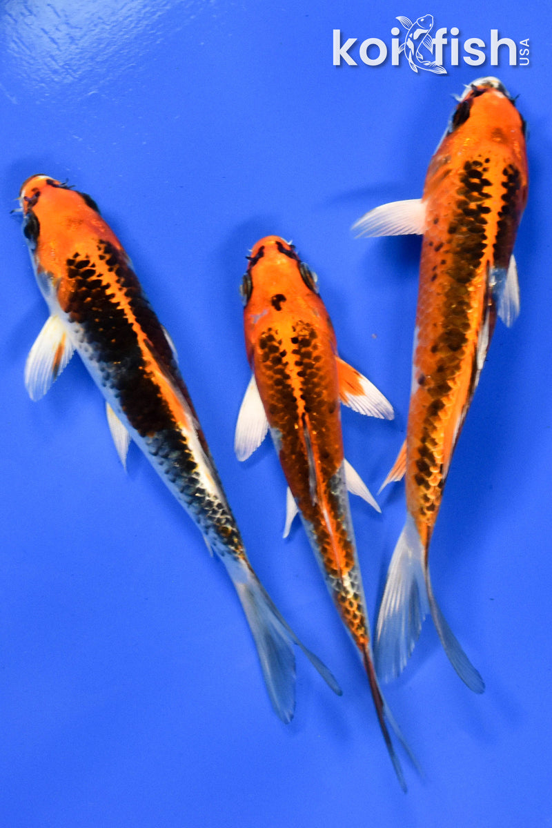 EXACT FISH - LOT OF (3) 5-6" STANDARD KOI