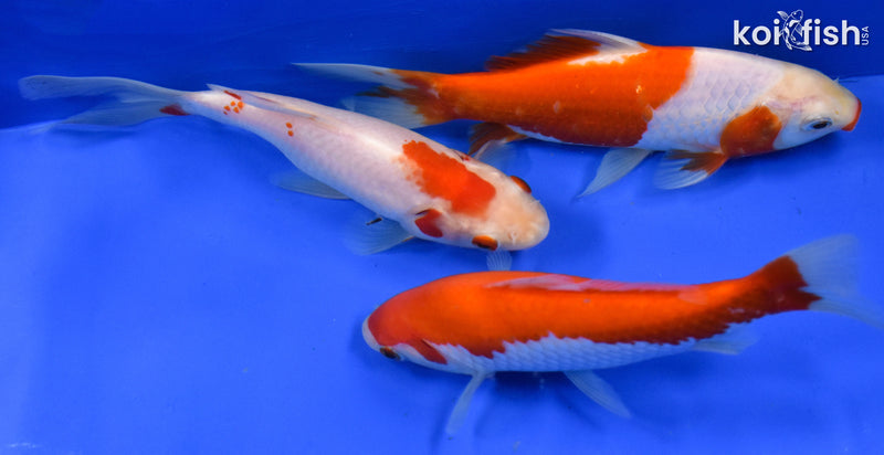 EXACT FISH - LOT OF (3) 4-6" SARASA GOLDFISH