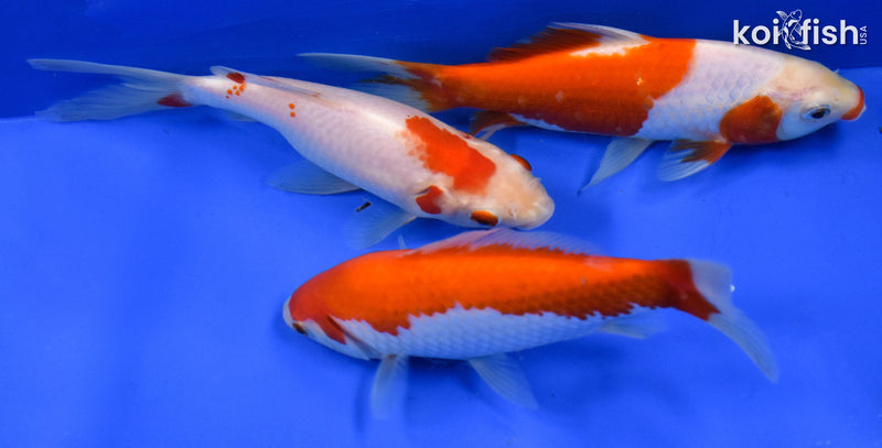 EXACT FISH - LOT OF (3) 4-6" SARASA GOLDFISH