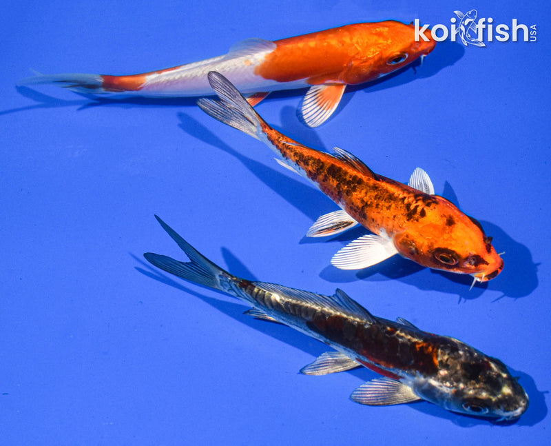 Pack of (3) 5-6" Standard Koi