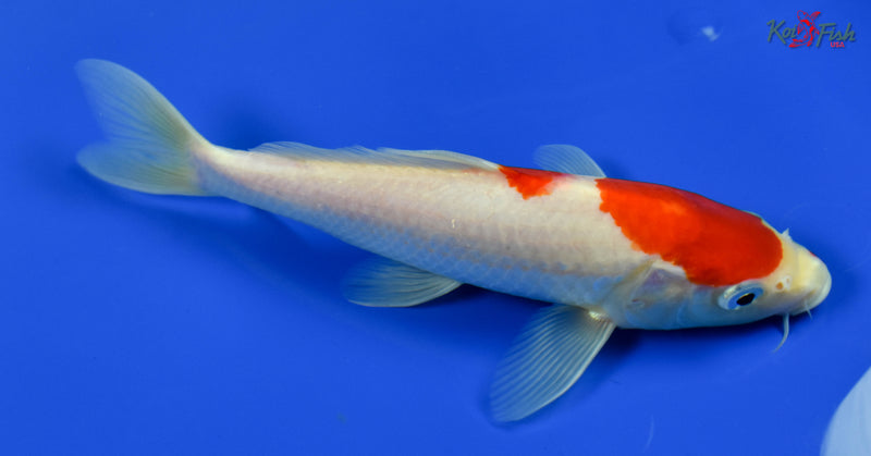 9" KOHAKU