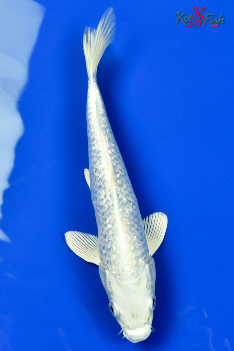 9" GINRIN PLATINUM OGON