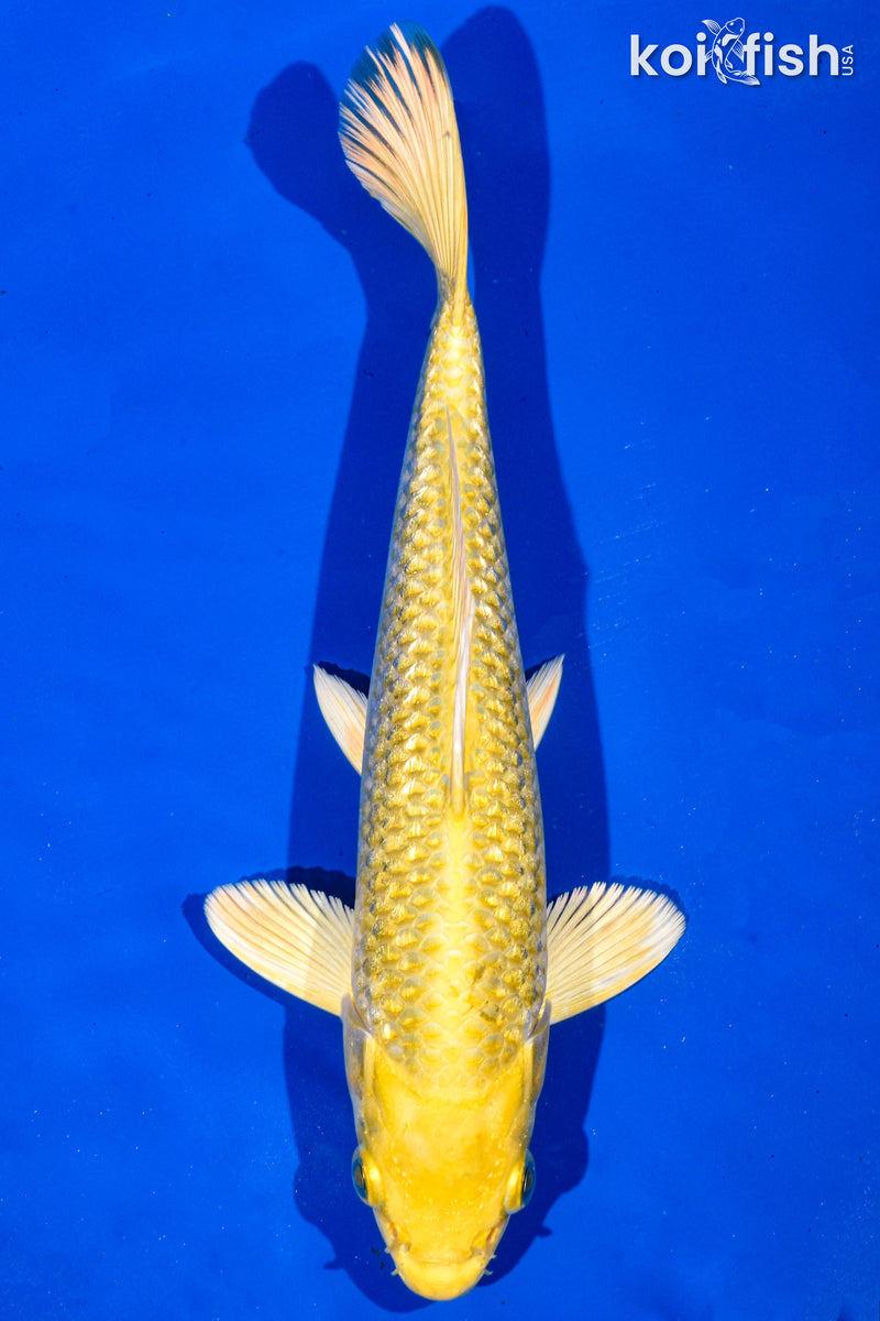 9" GINRIN YAMABUKI OGON