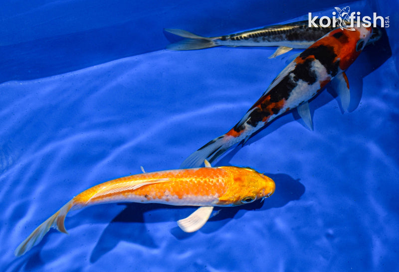 PACK OF (3) 5-6" STANDARD KOI