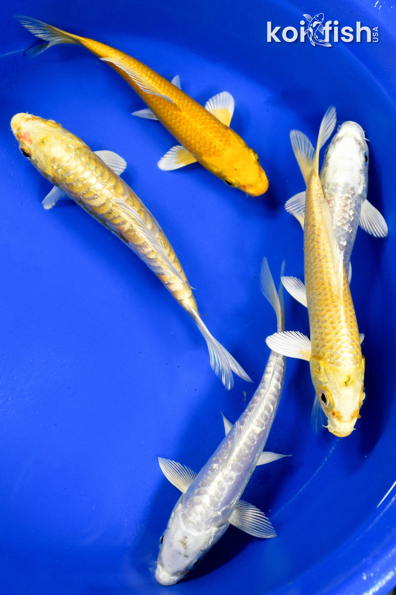 EXACT FISH - LOT OF (5) ASSORTED 5-6" OGON KOI