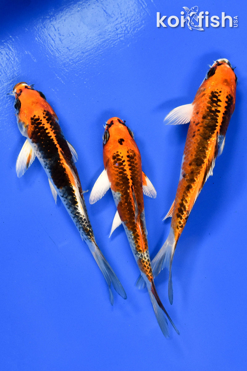 EXACT FISH - LOT OF (3) 5-6" STANDARD KOI