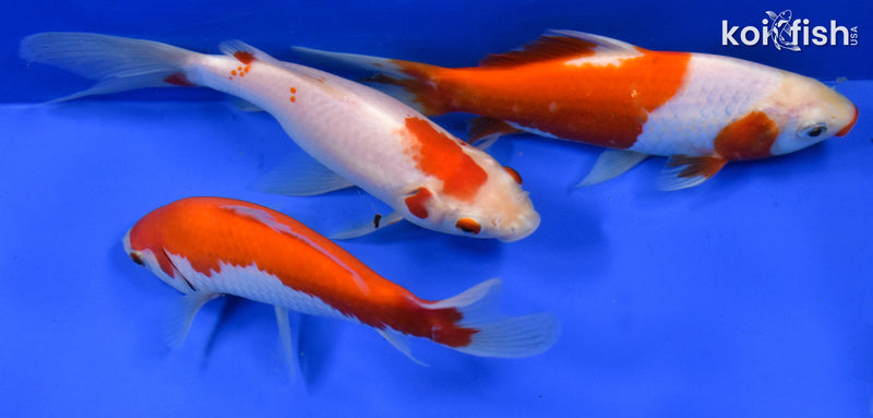 EXACT FISH - LOT OF (3) 4-6" SARASA GOLDFISH