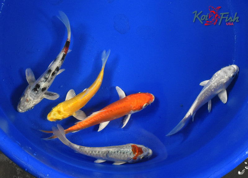 KOI PACK