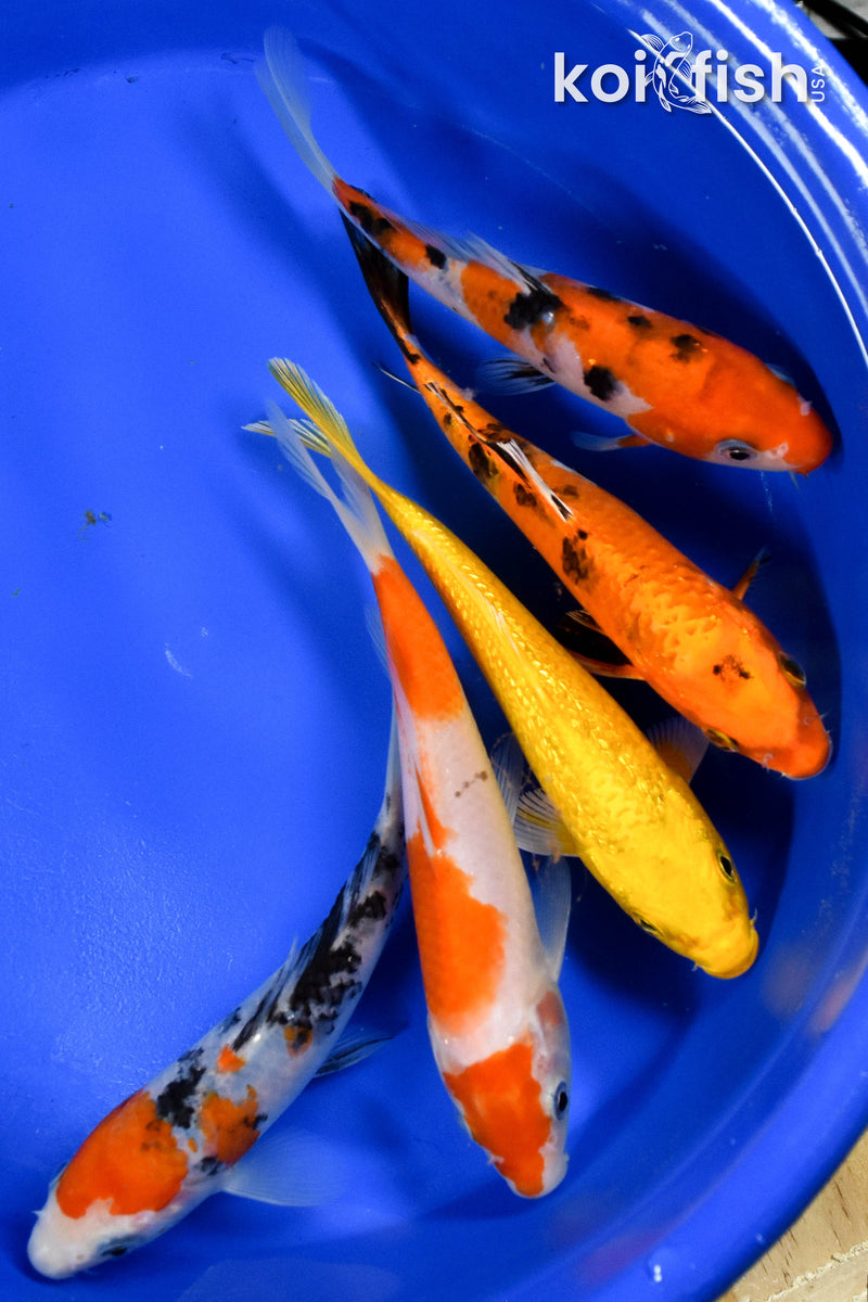 EXACT FISH - LOT OF (5) ASSORTED 5-6" STANDARD KOI