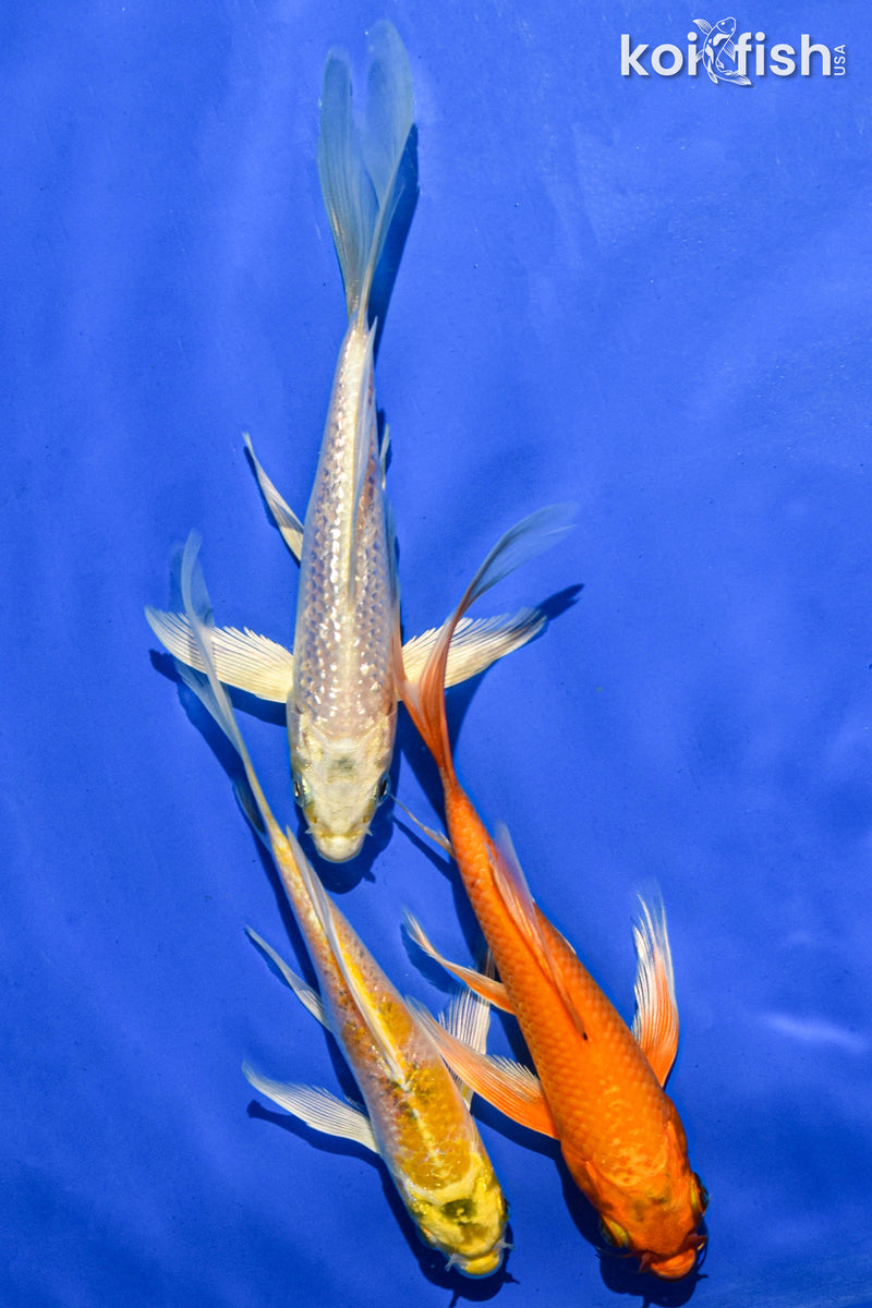 (3) 6" BUTTERFLY KOI